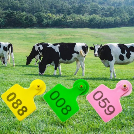 Numbered-Livestock-Cattle-Ear-Tags-for-Animal-Management.jpg