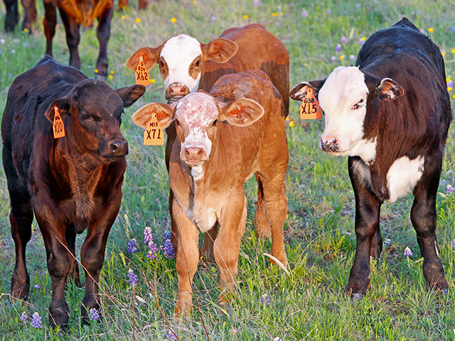 Livestock Tags Fiber Laser Marker